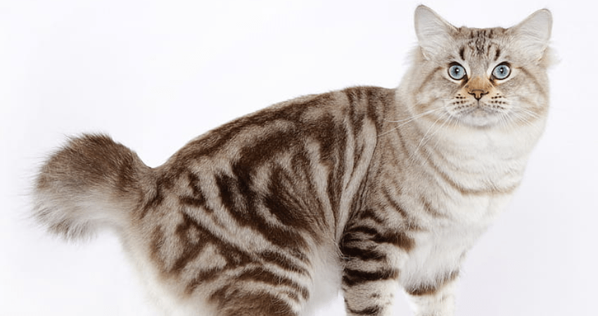 Американский бобтейл