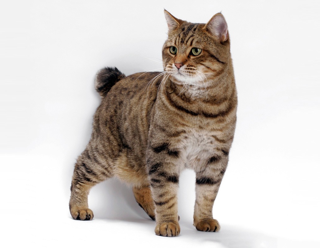 Американский бобтейл