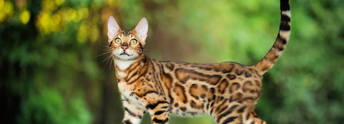 Бенгальская кошка