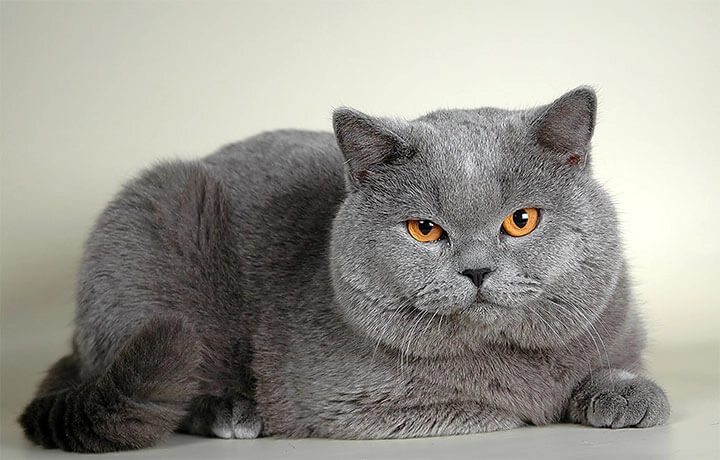 Британская короткошёрстная