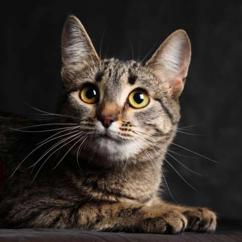 Калифорнийская сияющая кошка