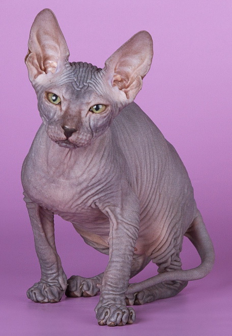 Донской сфинкс