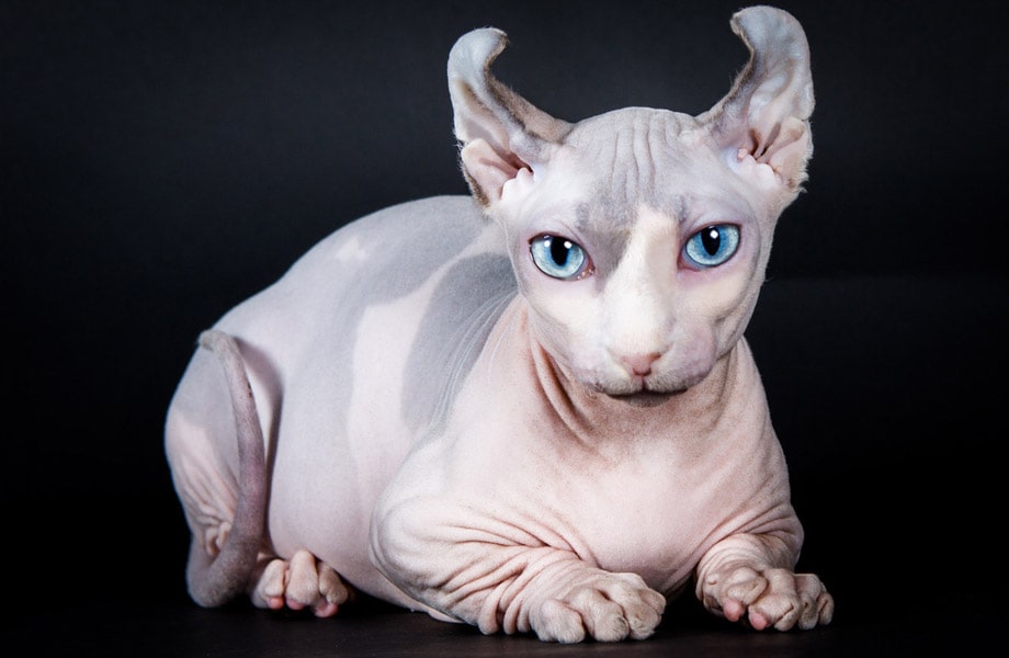 Кошка эльфи