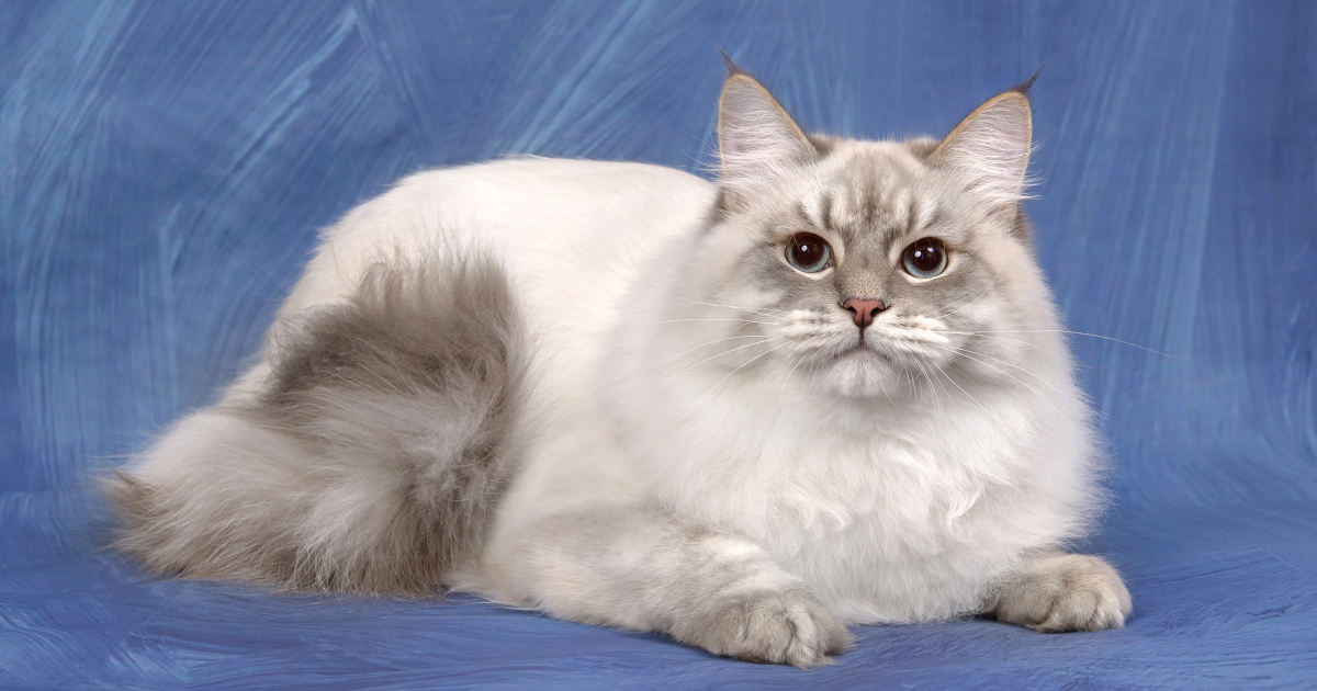 Невская маскарадная кошка