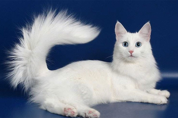 Турецкая ангора