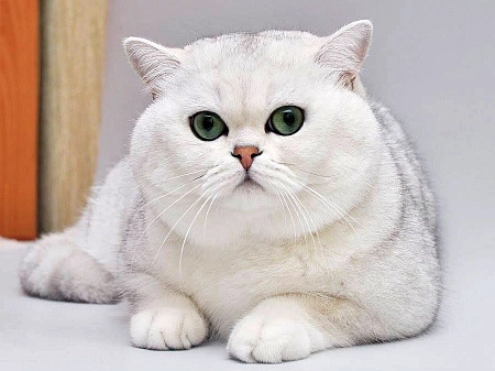 Британская короткошёрстная
