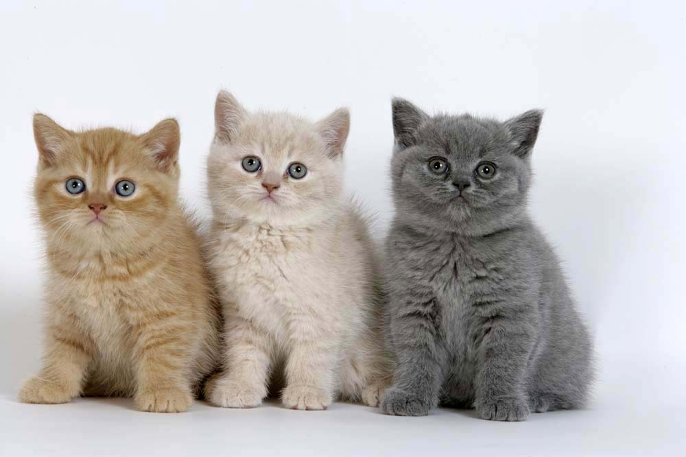 Британская короткошёрстная