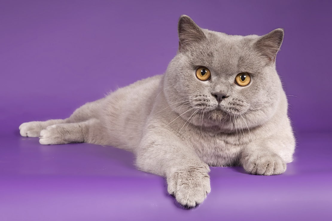 Британская короткошёрстная