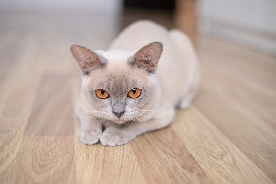 Бурмаская кошка