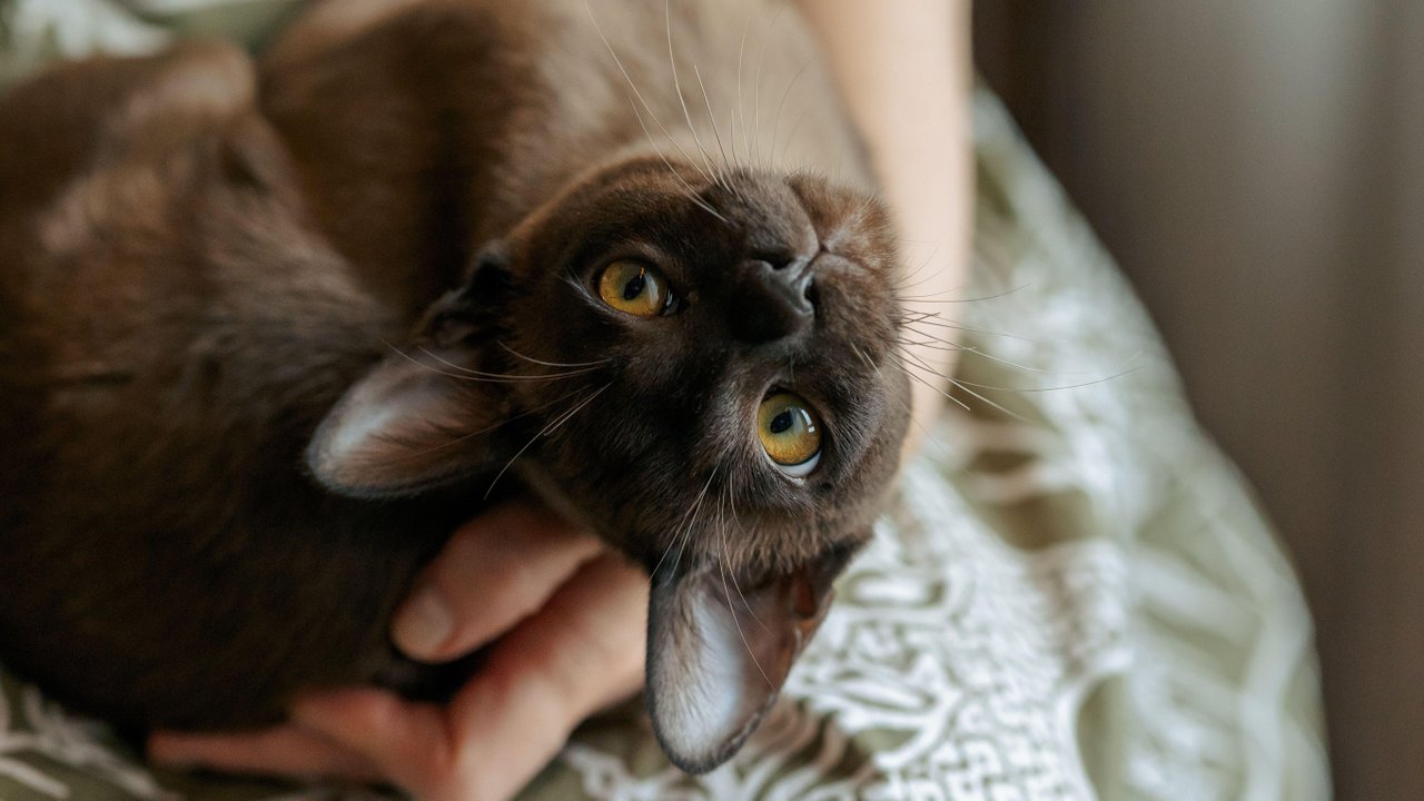 Бурмаская кошка