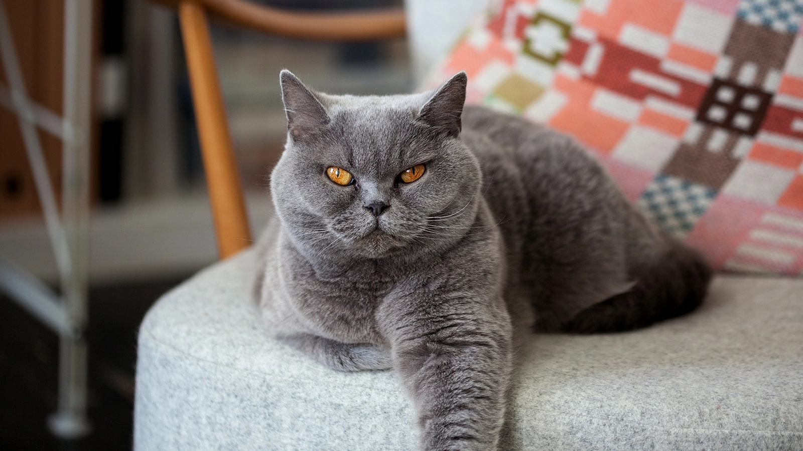 Картезианская кошка