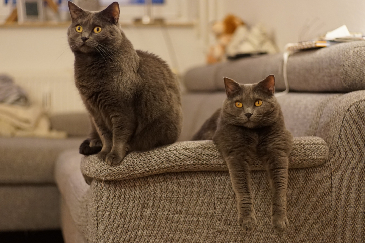 Картезианская кошка