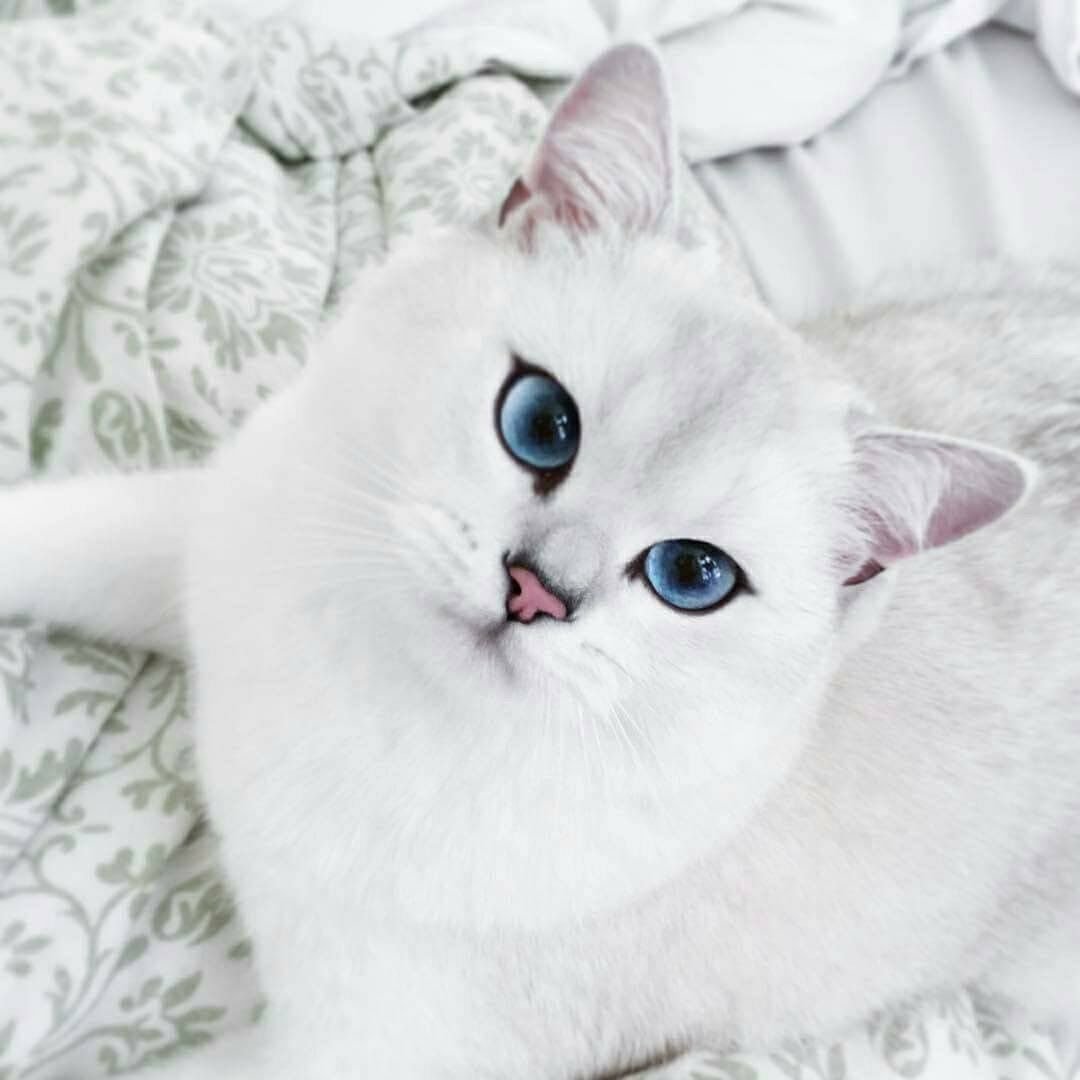 Красивая кошка