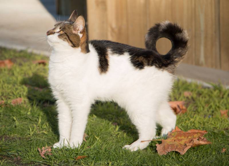 Кольцехвостая кошка