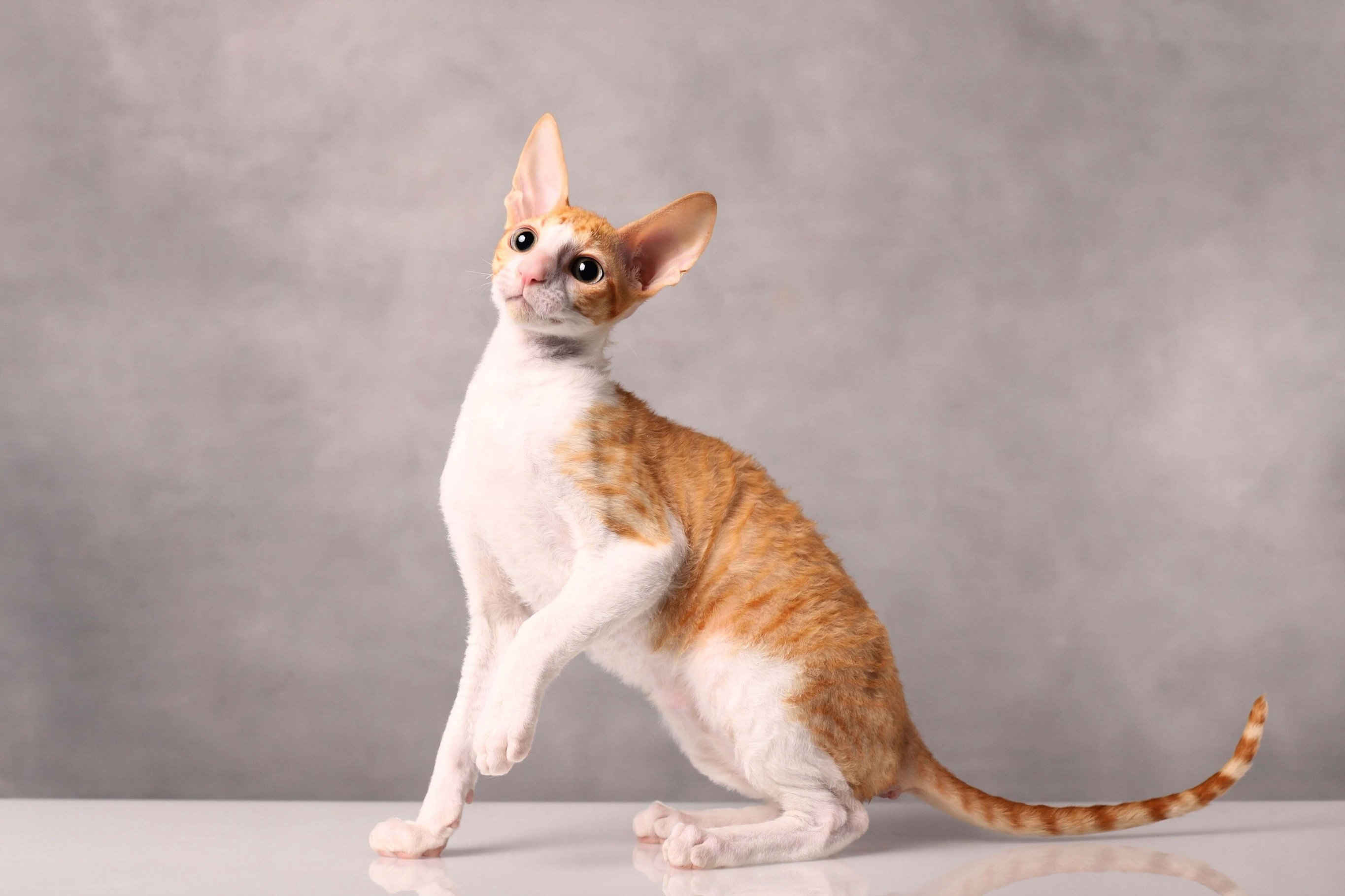 Корнуольский рекс (корниш-рекс)