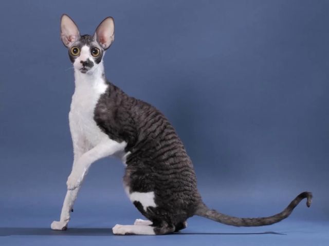 Корнуольский рекс (корниш-рекс)