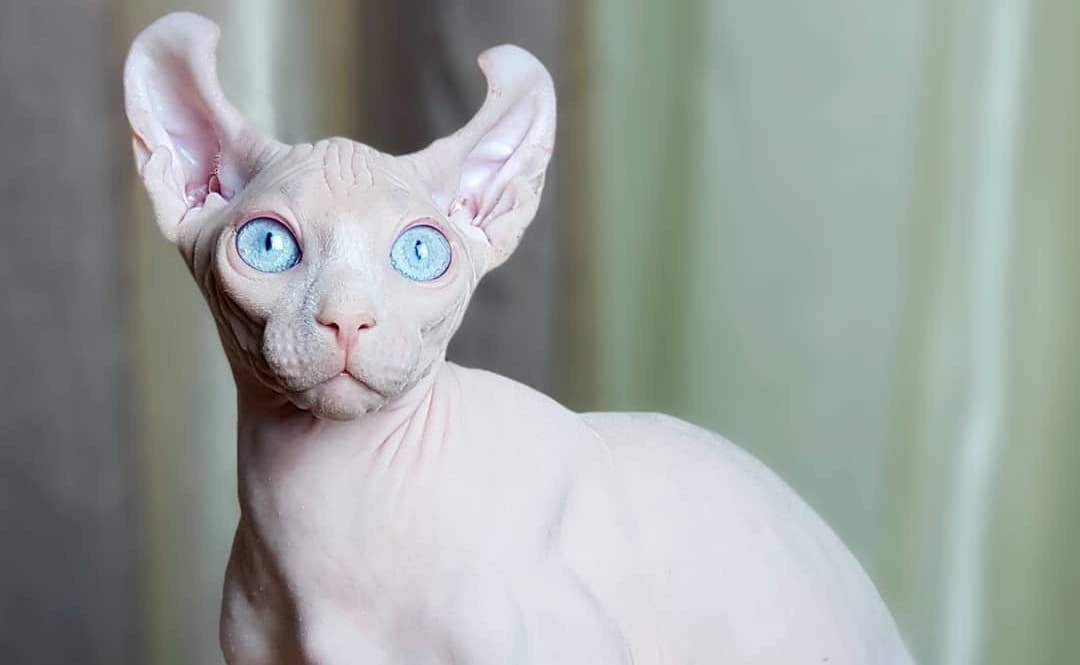 Кошка эльфи