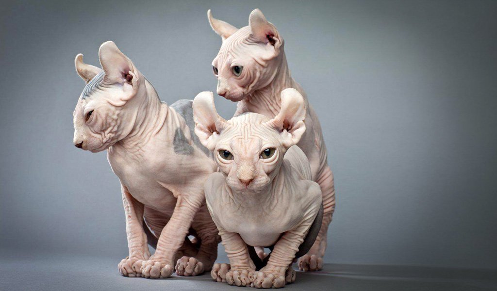 Кошка эльфи