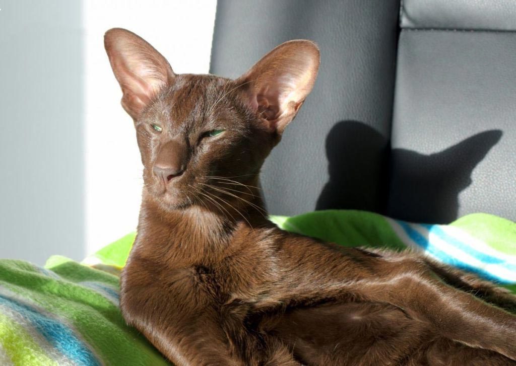 Гавана-браун