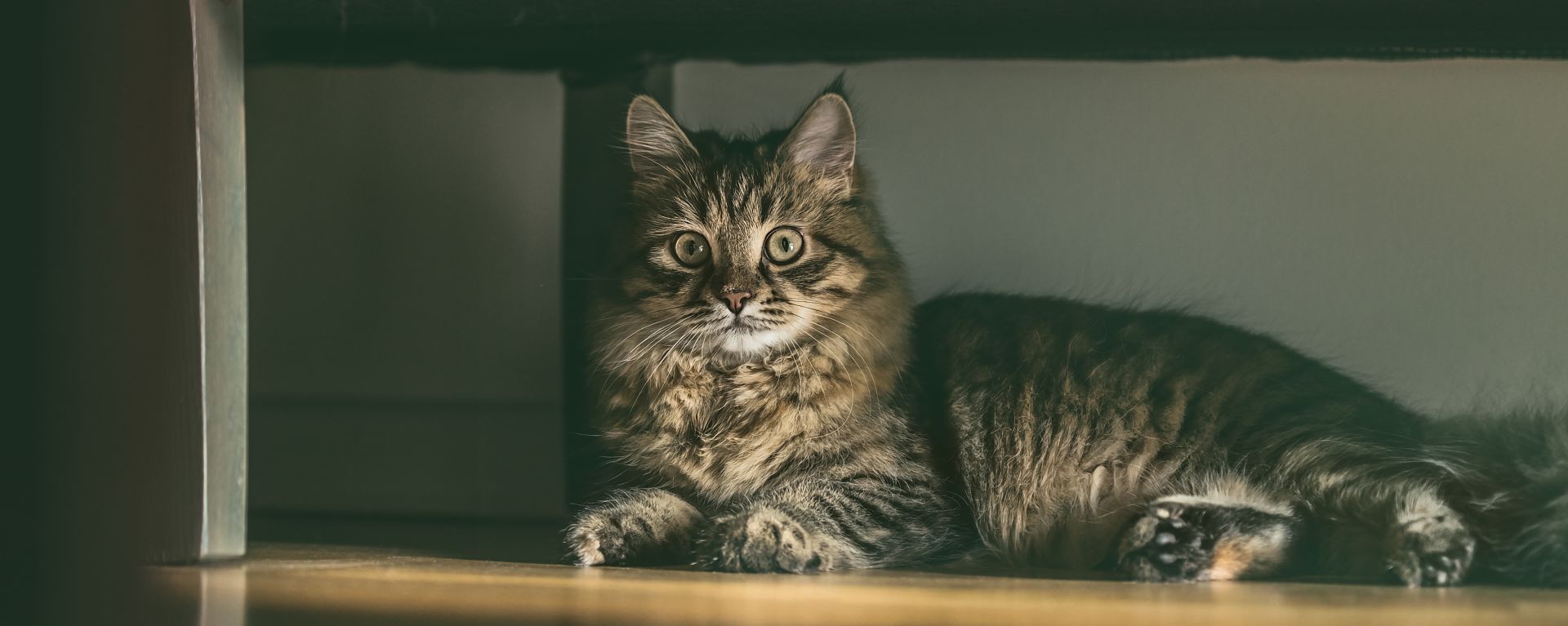 Домашняя длинношёрстная кошка