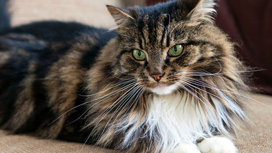 Домашняя длинношёрстная кошка