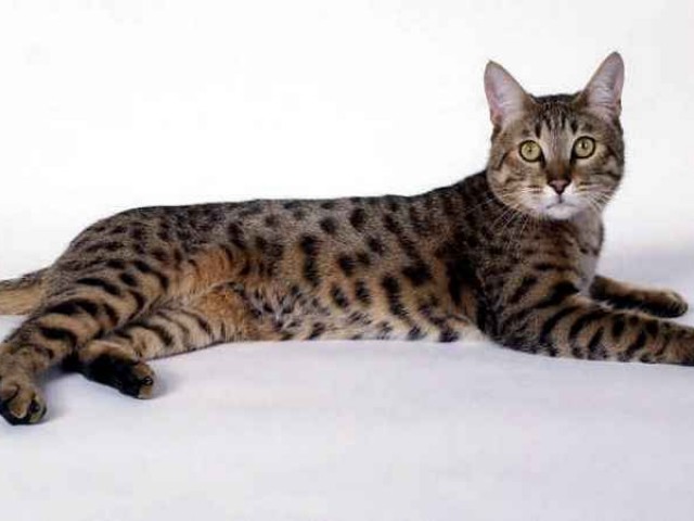 Калифорнийская сияющая кошка