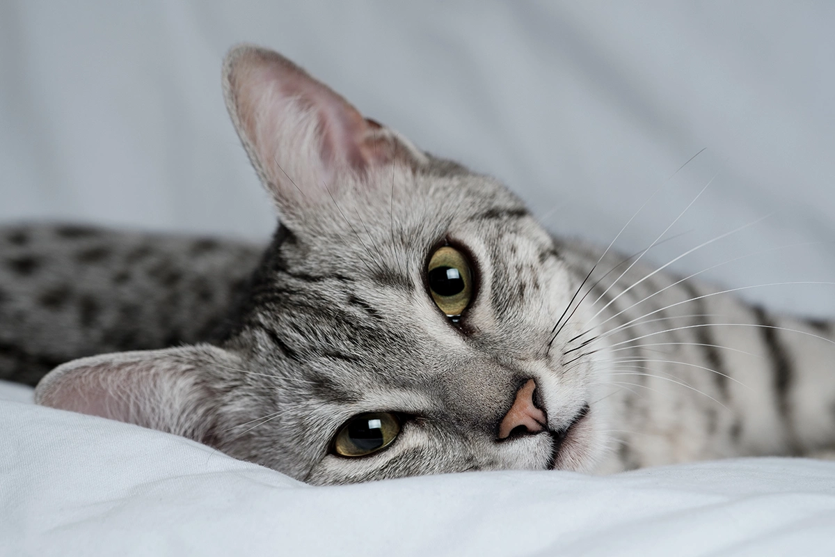 Египетская мау