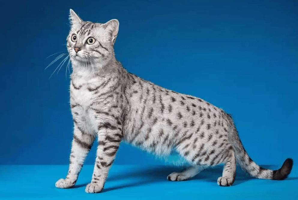 Египетская мау