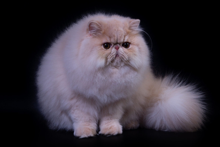 Персидская кошка