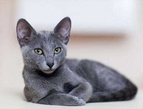Русская голубая кошка