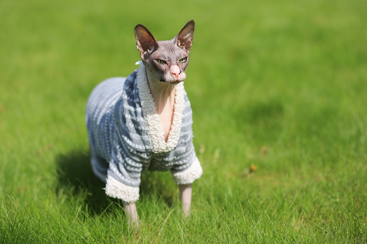 Донской сфинкс