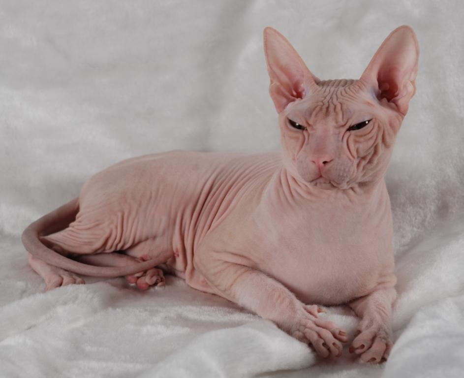 Донской сфинкс