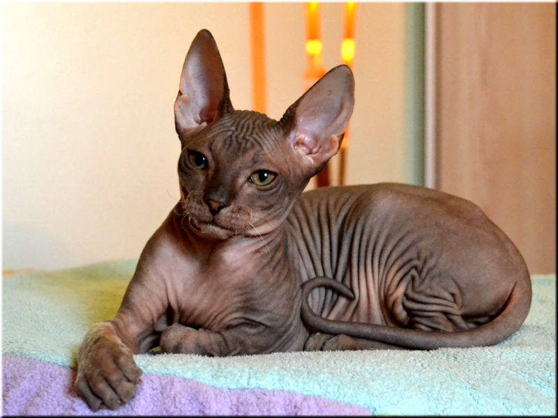 Донской сфинкс