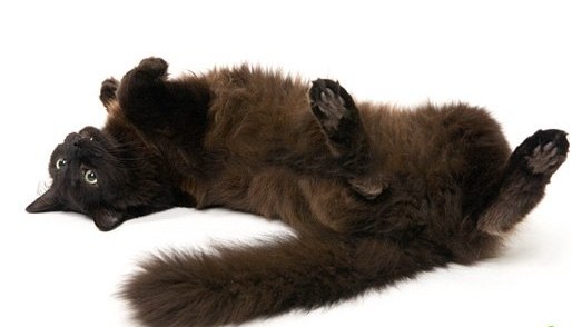 Шантильи-тиффани