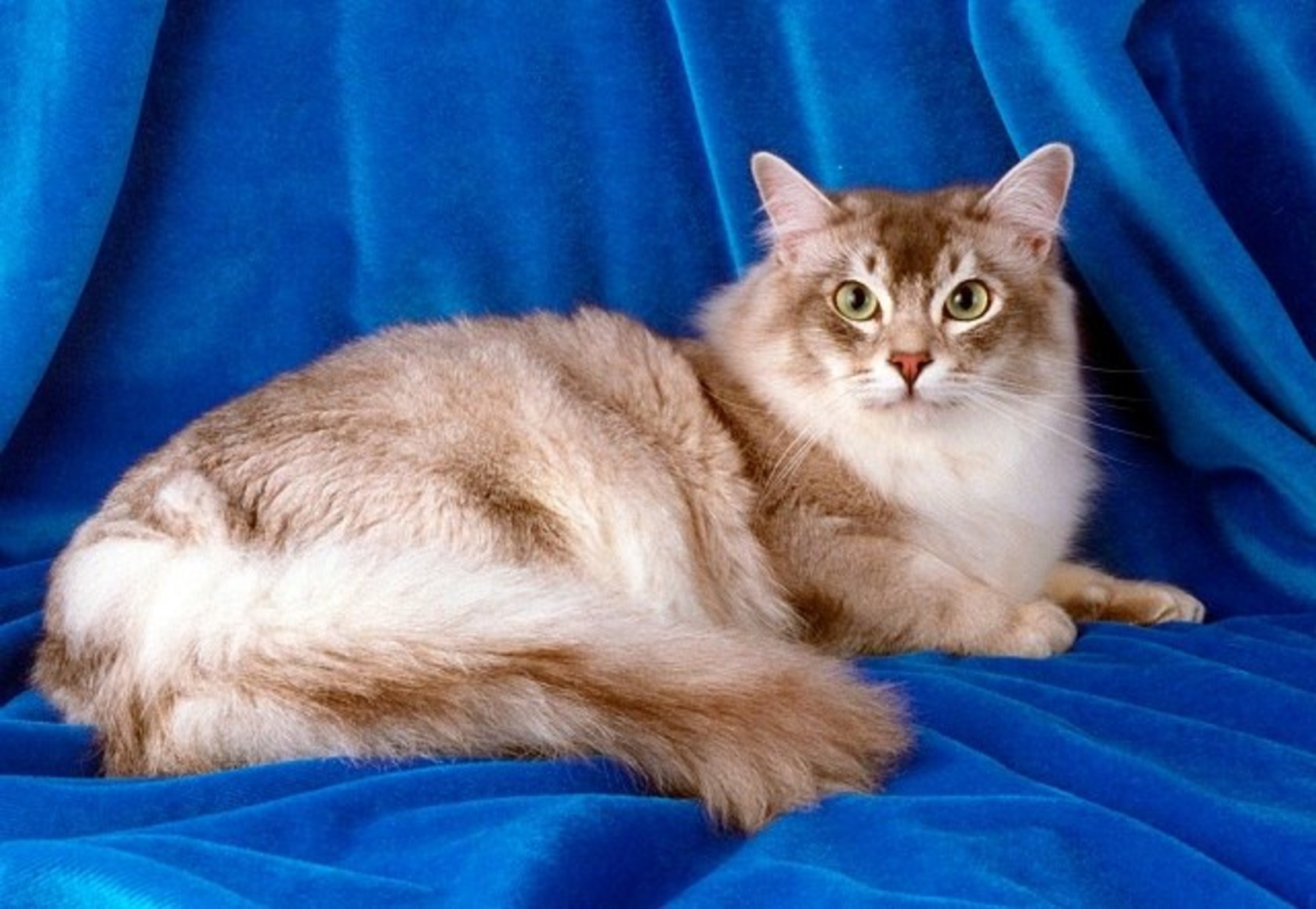 Шантильи-тиффани