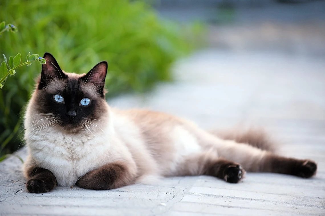 Cиамская кошка