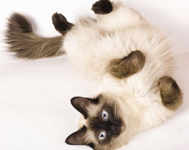 Cиамская кошка