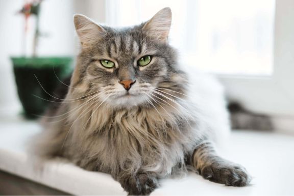 Сибирская кошка