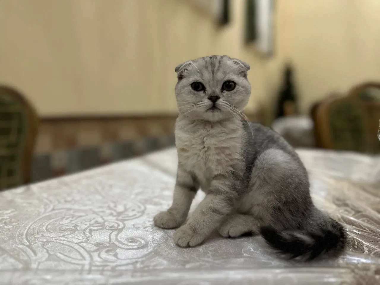 Скоттиш-фолд