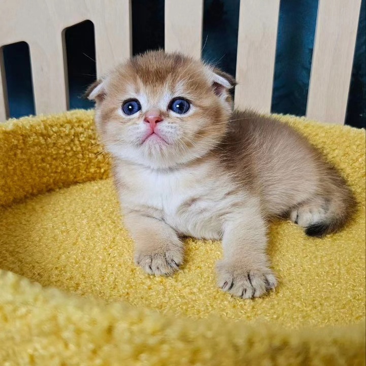 Скоттиш-фолд