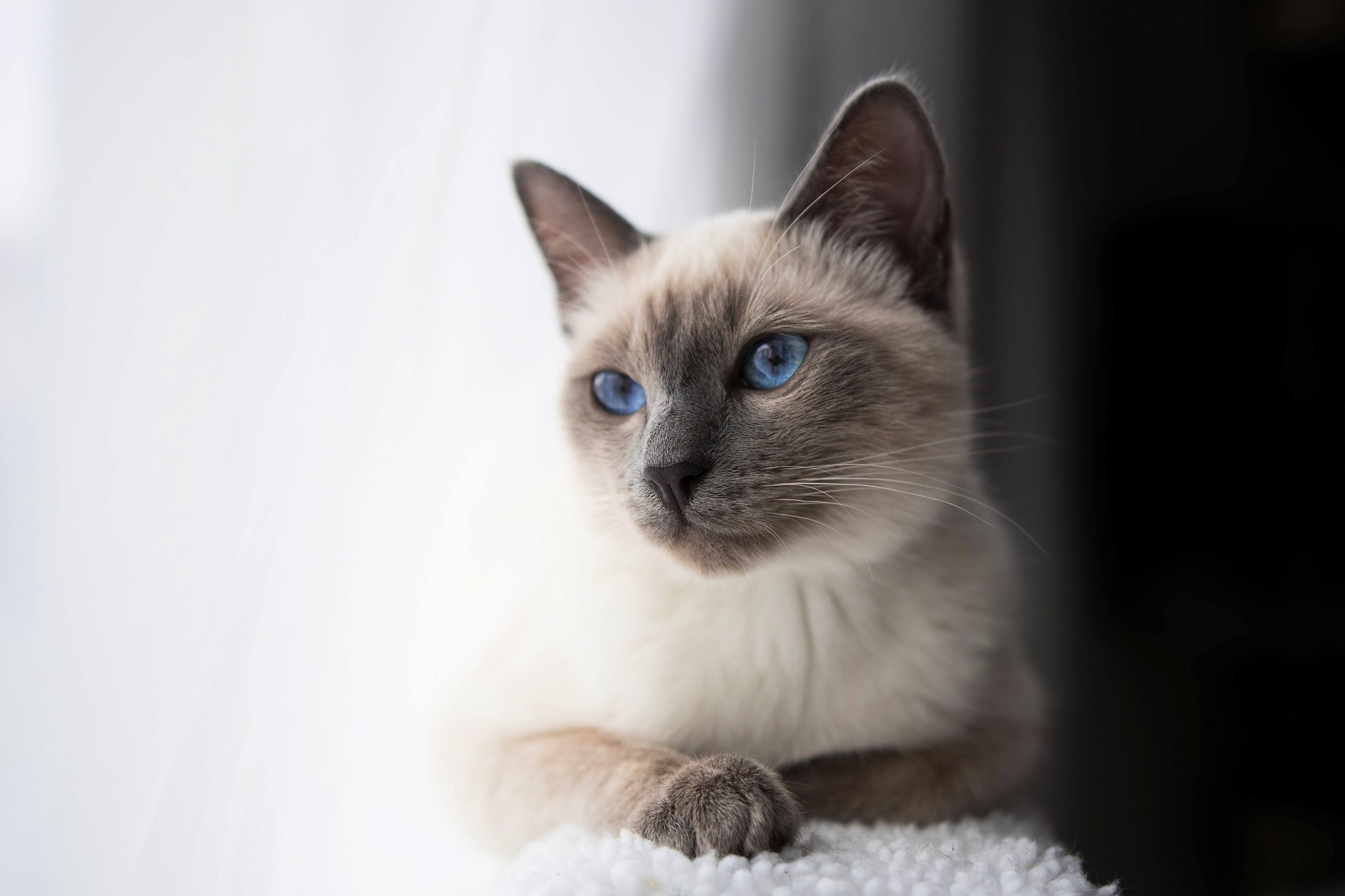 Тайская кошка