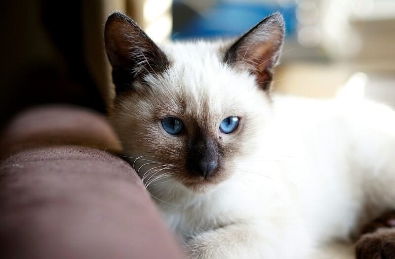 Тайская кошка