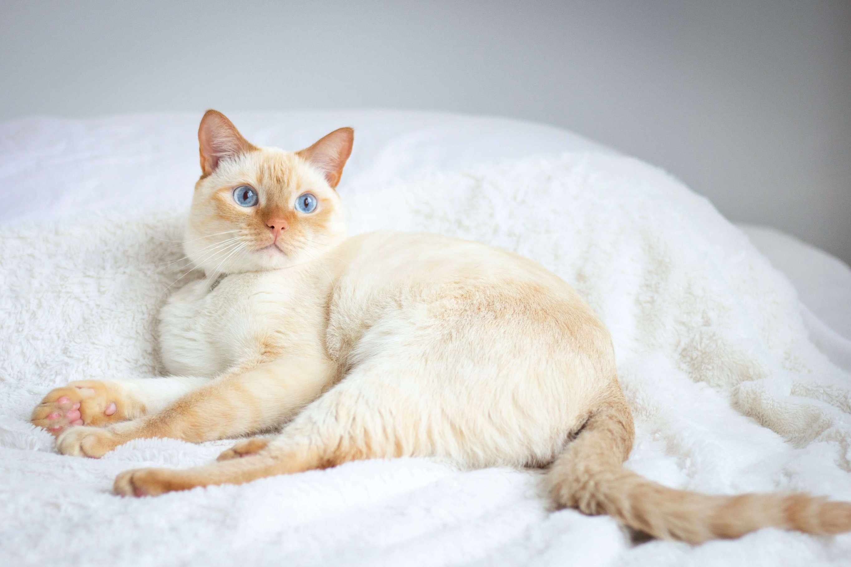 Тайская кошка