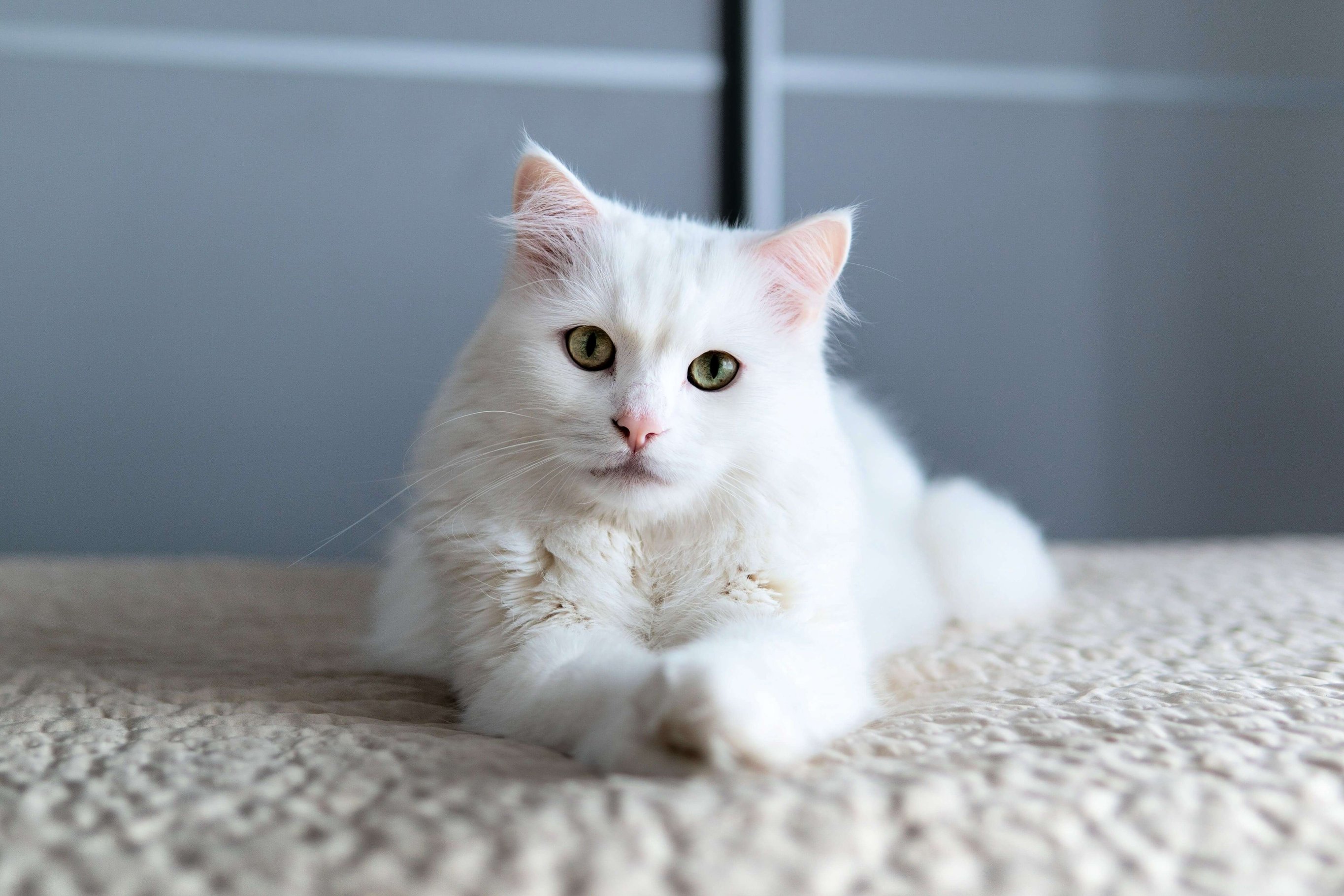 Турецкая ангора