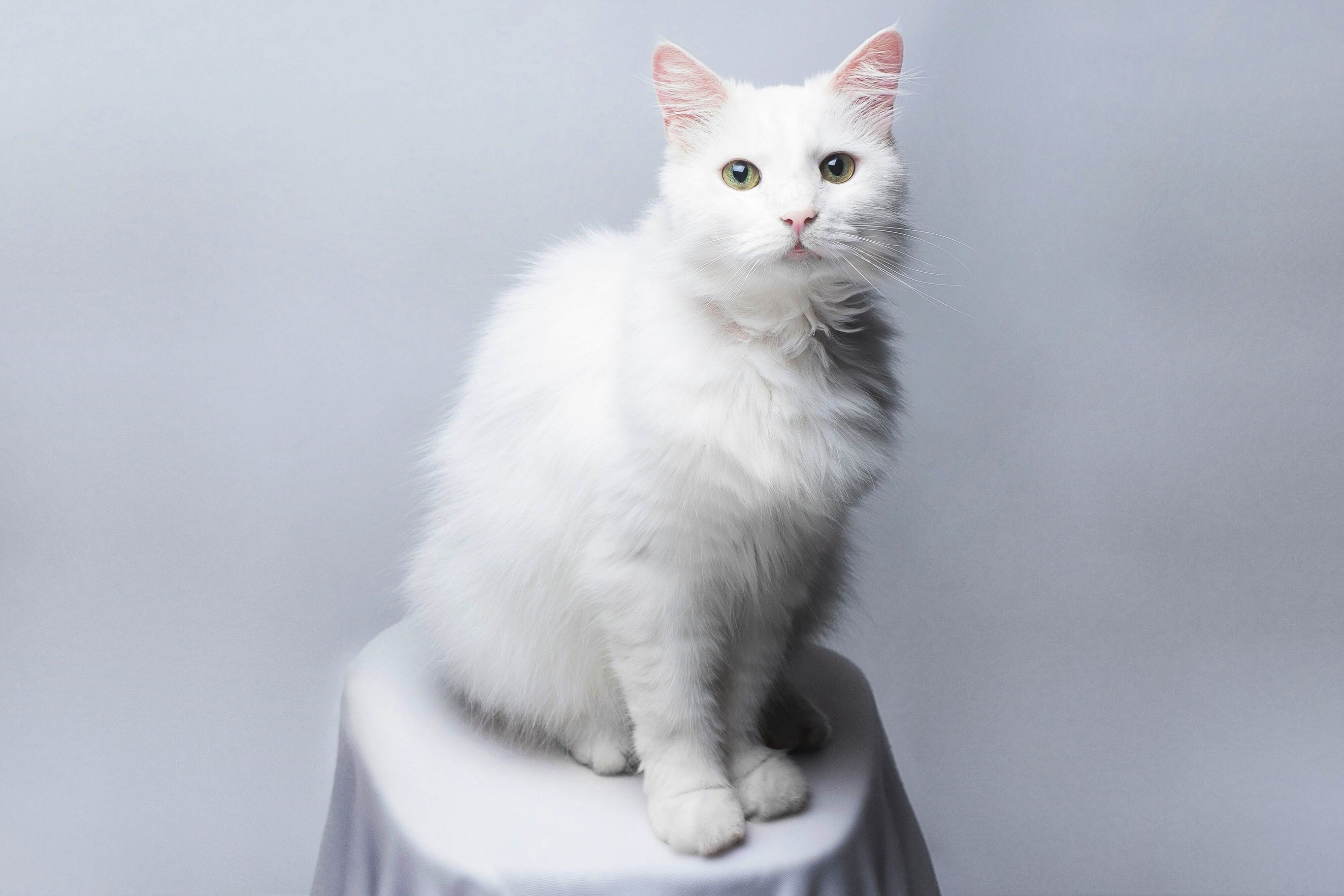 Турецкая ангора